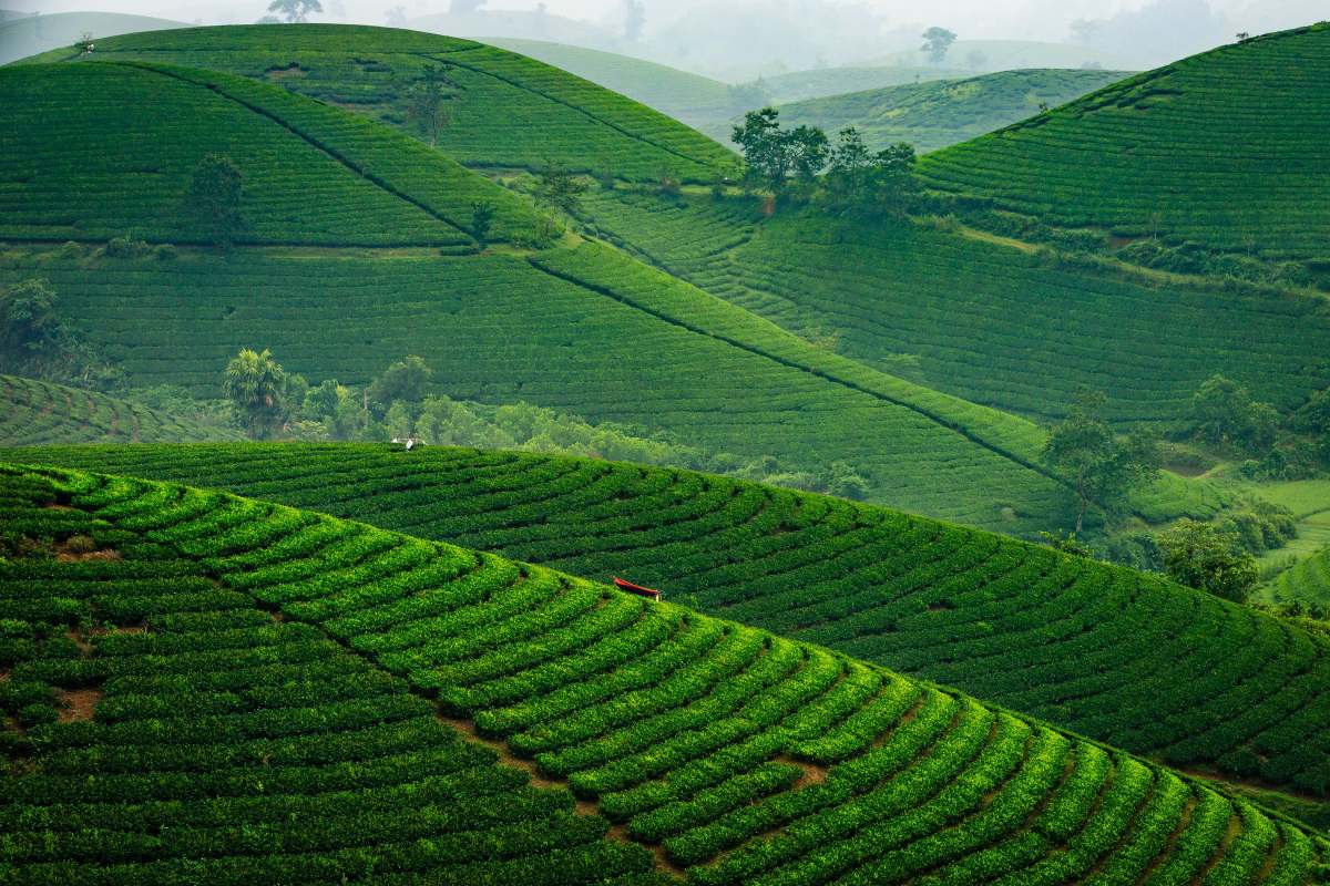 Tea gardens in Sylhet Division, Bangladesh – Property and construction projects
